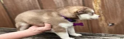 Pomsky dogs for sale: Clementine - Ad 2