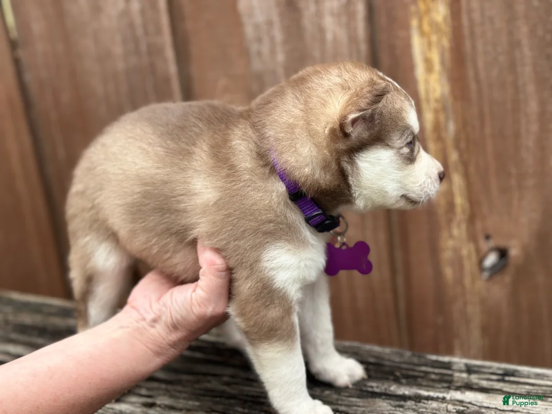 Pomsky dogs for sale: Clementine - Ad 2