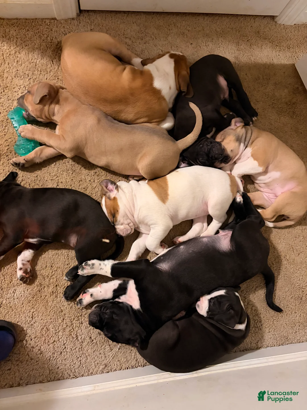 Gallery Image {{count}}