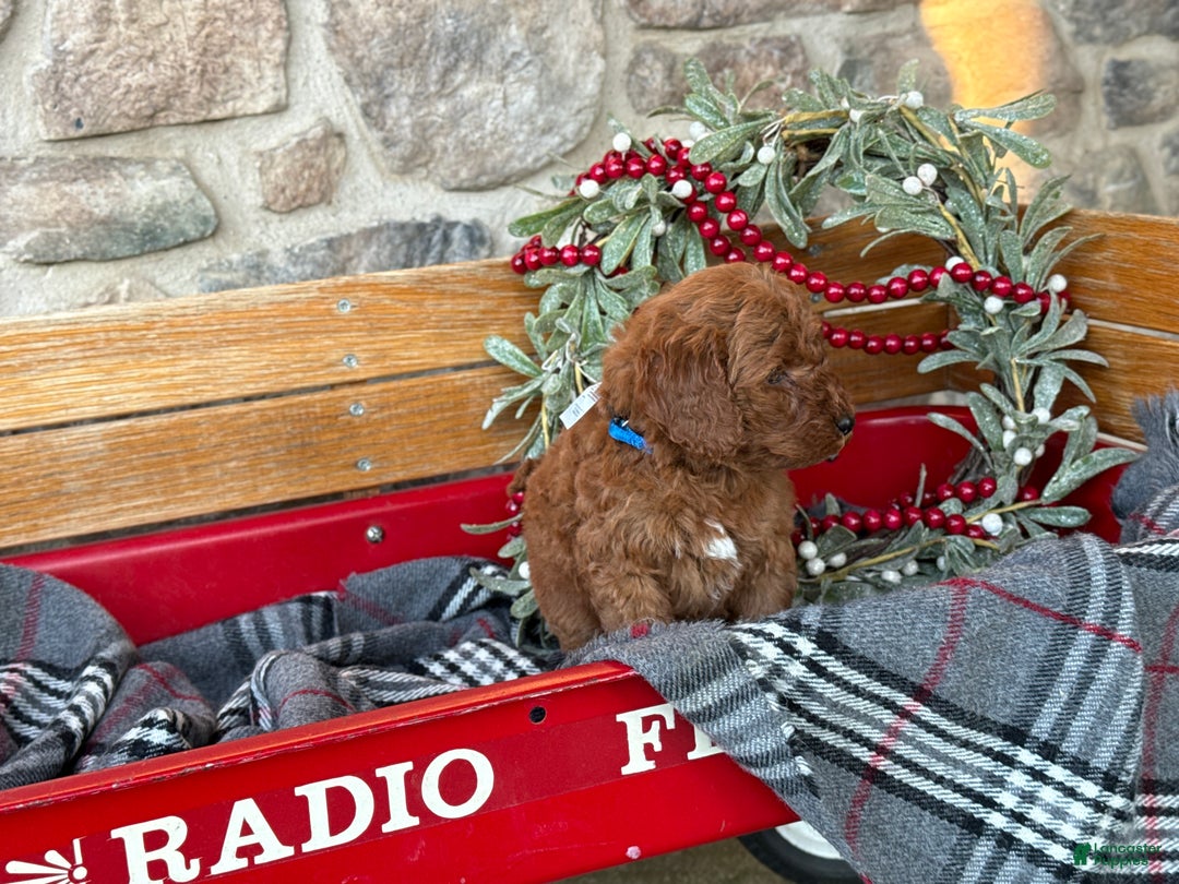 Mini Goldendoodle dogs for sale: Ivy - Ad 2