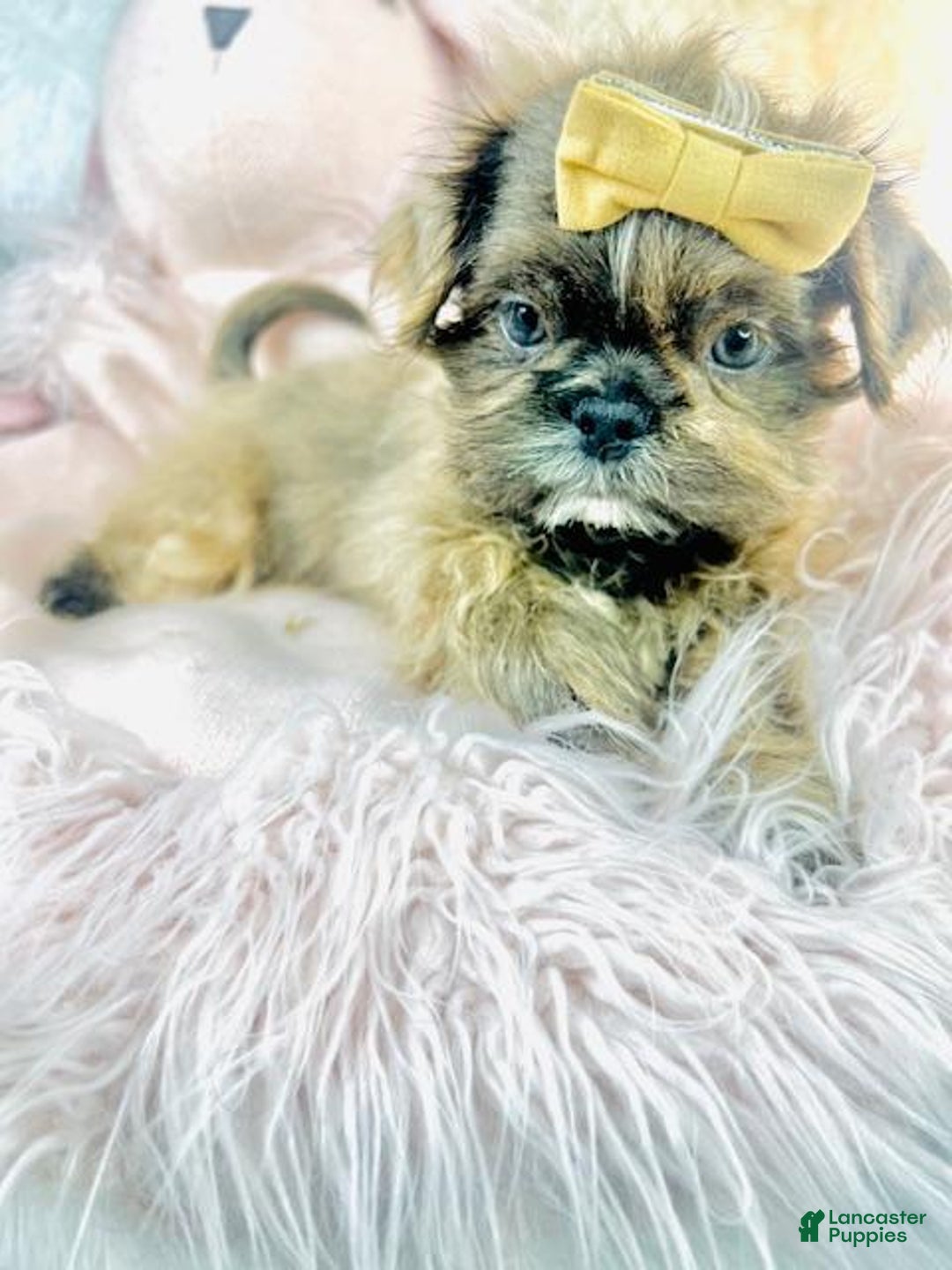 Shih Tzu dogs for sale: Shih Tzu Puppy 1 - Ad 2