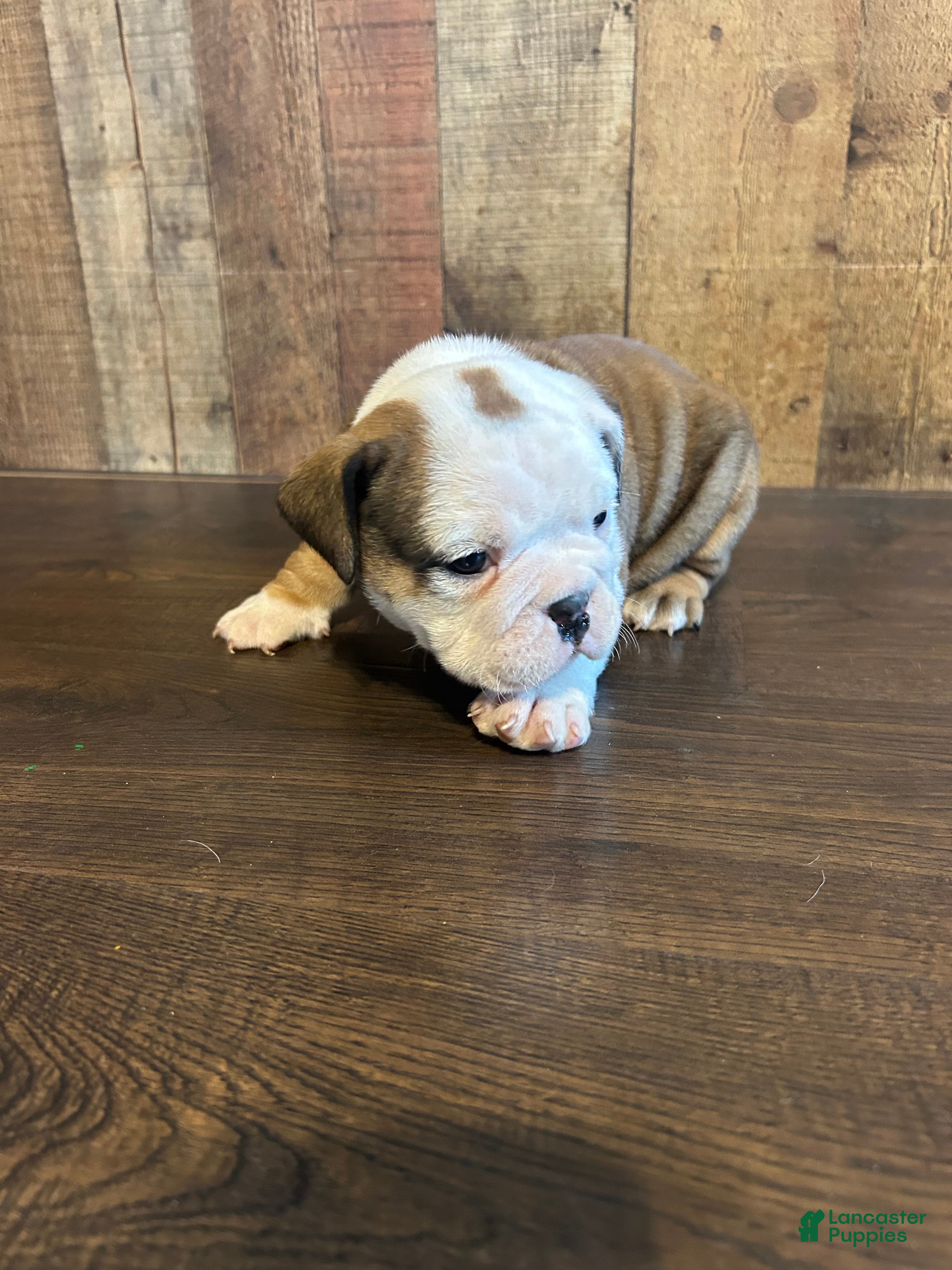 English Bulldog dogs English Bulldog Puppy 3 - Ad 1