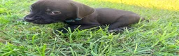 Cane Corso dogs for sale: Rufus AKC blue collar - Ad 6