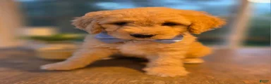 Benji
