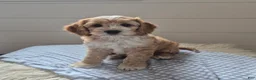Cockapoo dogs for sale: Finley - Ad 4