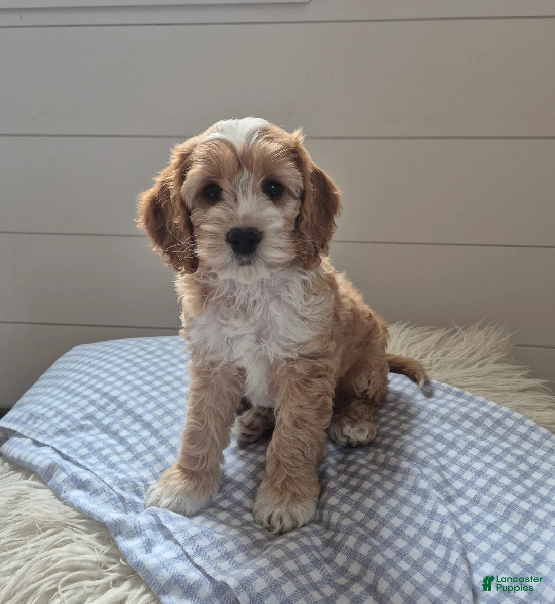 Cockapoo dogs for sale: Finley - Ad 4
