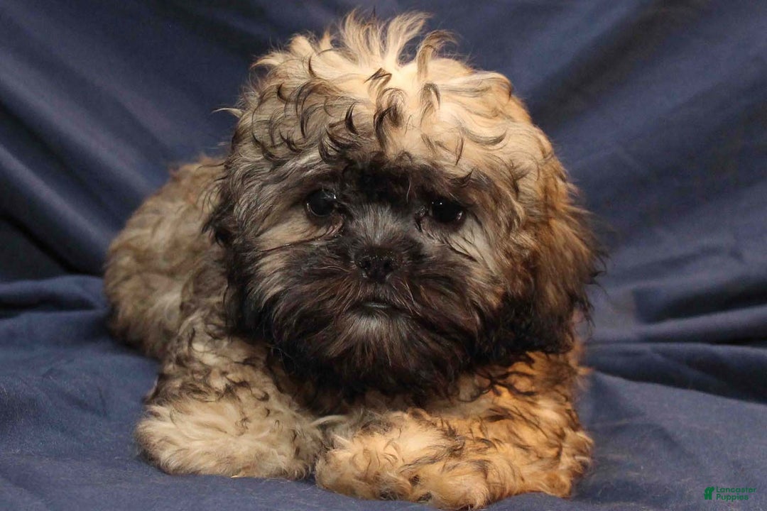 Shihpoo dogs for sale: Misty - Ad 3