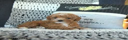 Toy Poodle dogs for sale: Stacey  - Ad 3