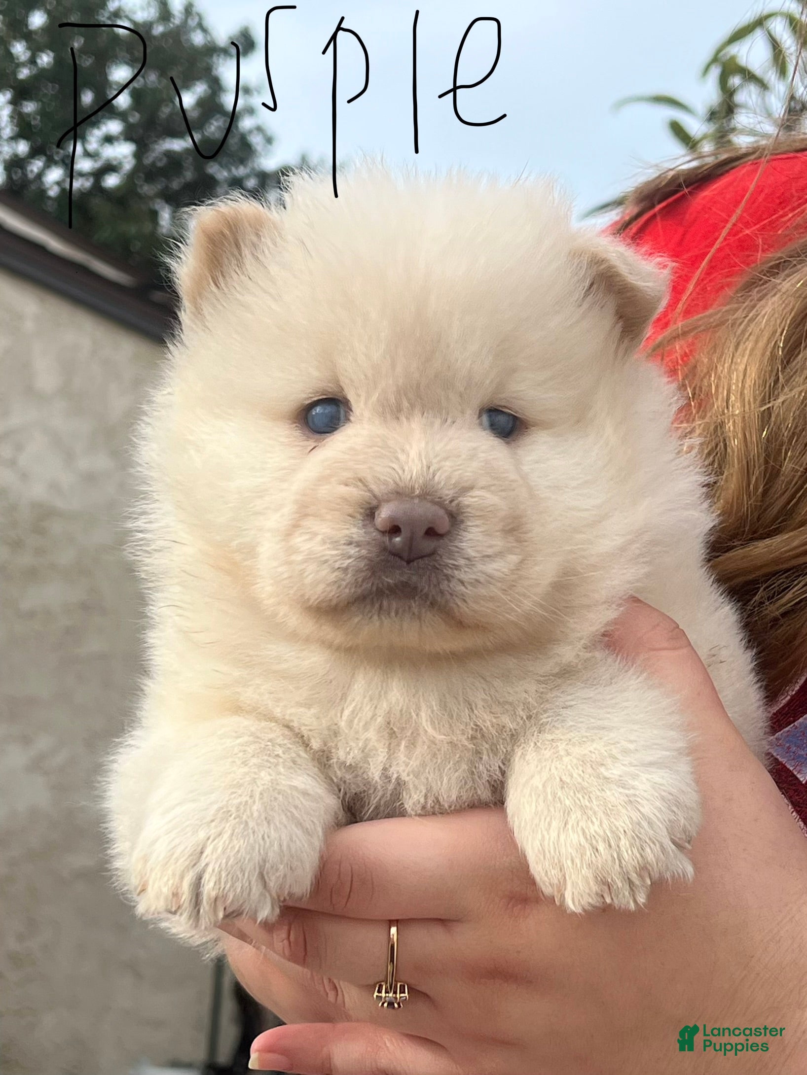 Chow Chow dogs Chow Chow Puppy 6 - Ad 4
