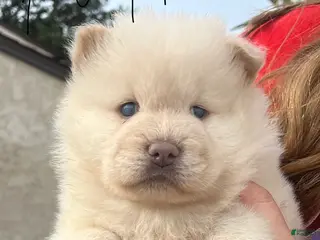 Chow Chow dogs Chow Chow Puppy 6 - Ad 4