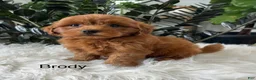 Mini Goldendoodle dogs for sale: Brody - Ad 6