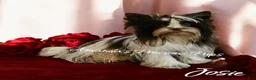 Yorkshire Terrier dogs for sale: Olivia - Ad 2