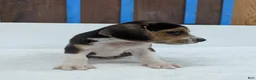 Beagle dogs for sale: Rangler - Ad 4