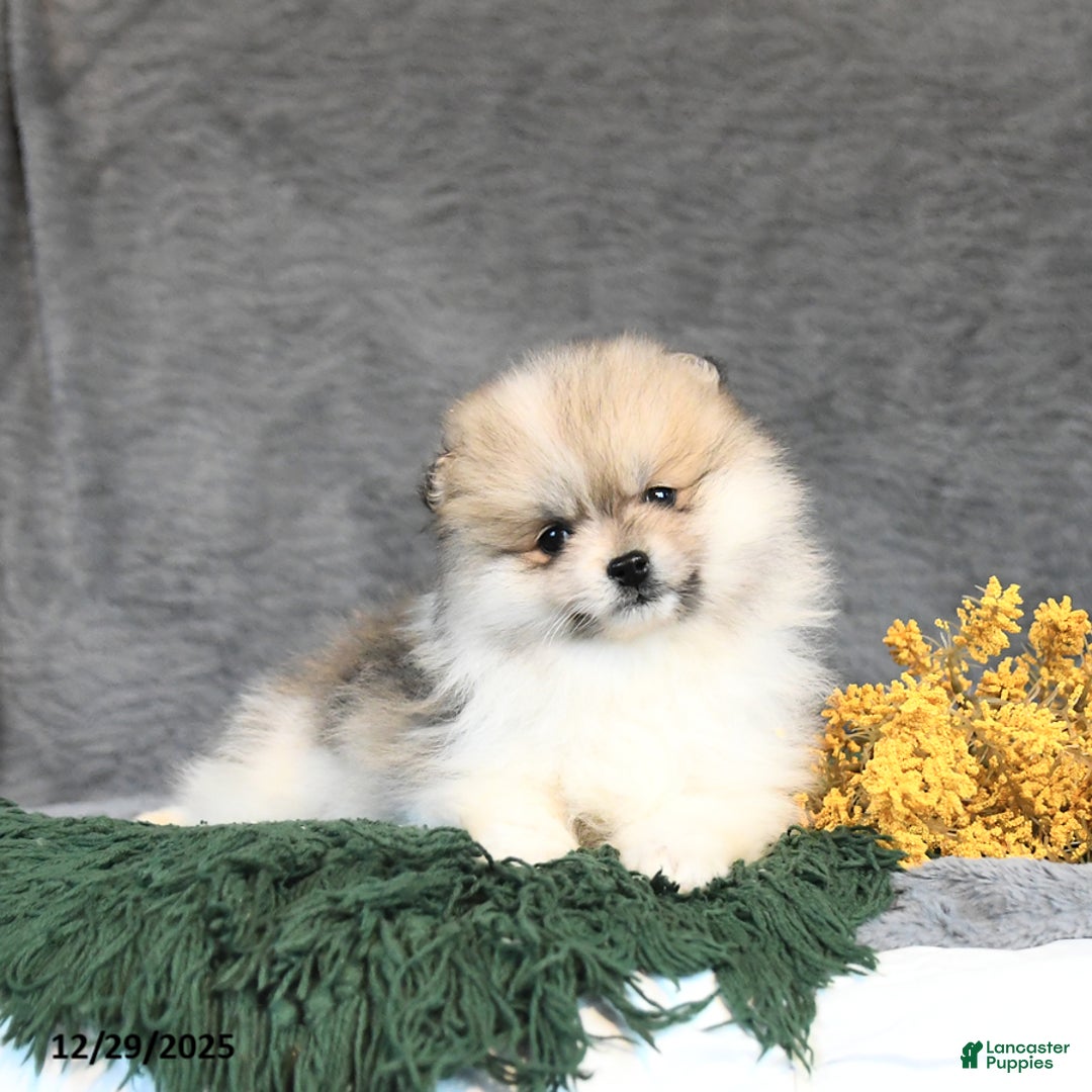 Pomeranian dogs for sale: Fritz - Ad 4