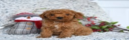 Mini Goldendoodle dogs for sale: Winter - Ad 2
