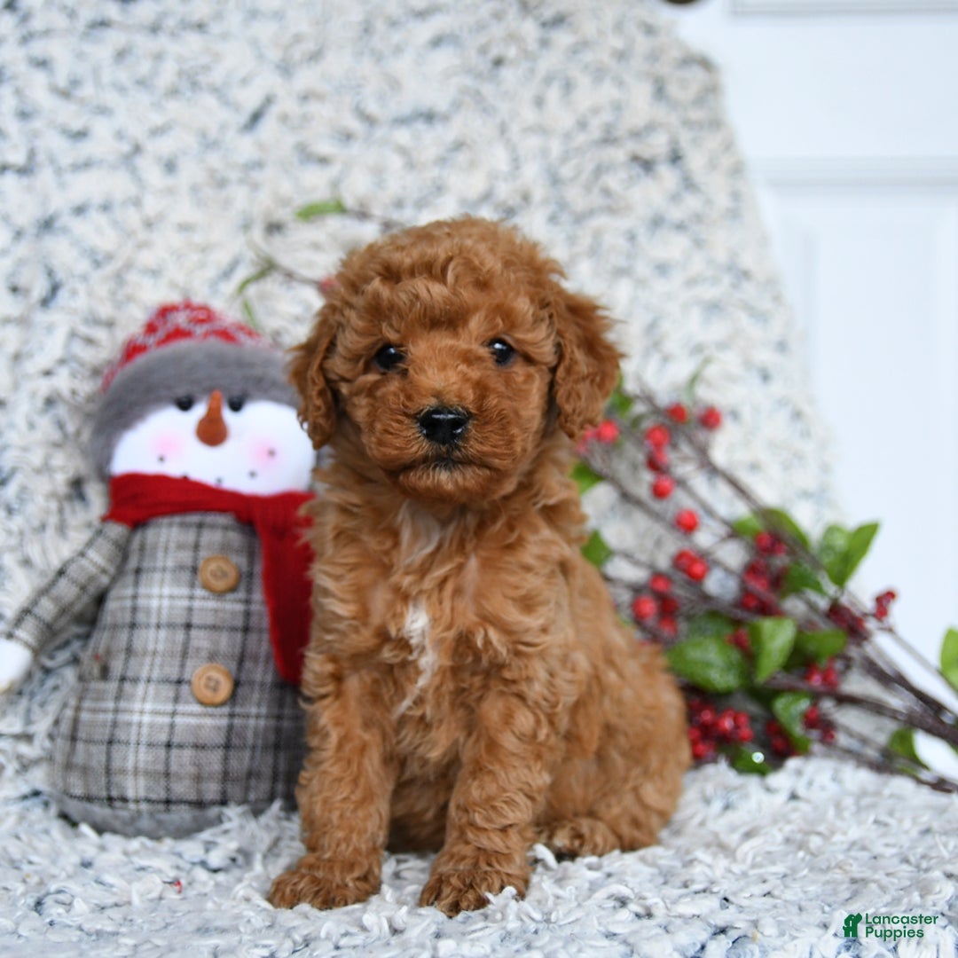 Mini Goldendoodle dogs for sale: Winter - Ad 2