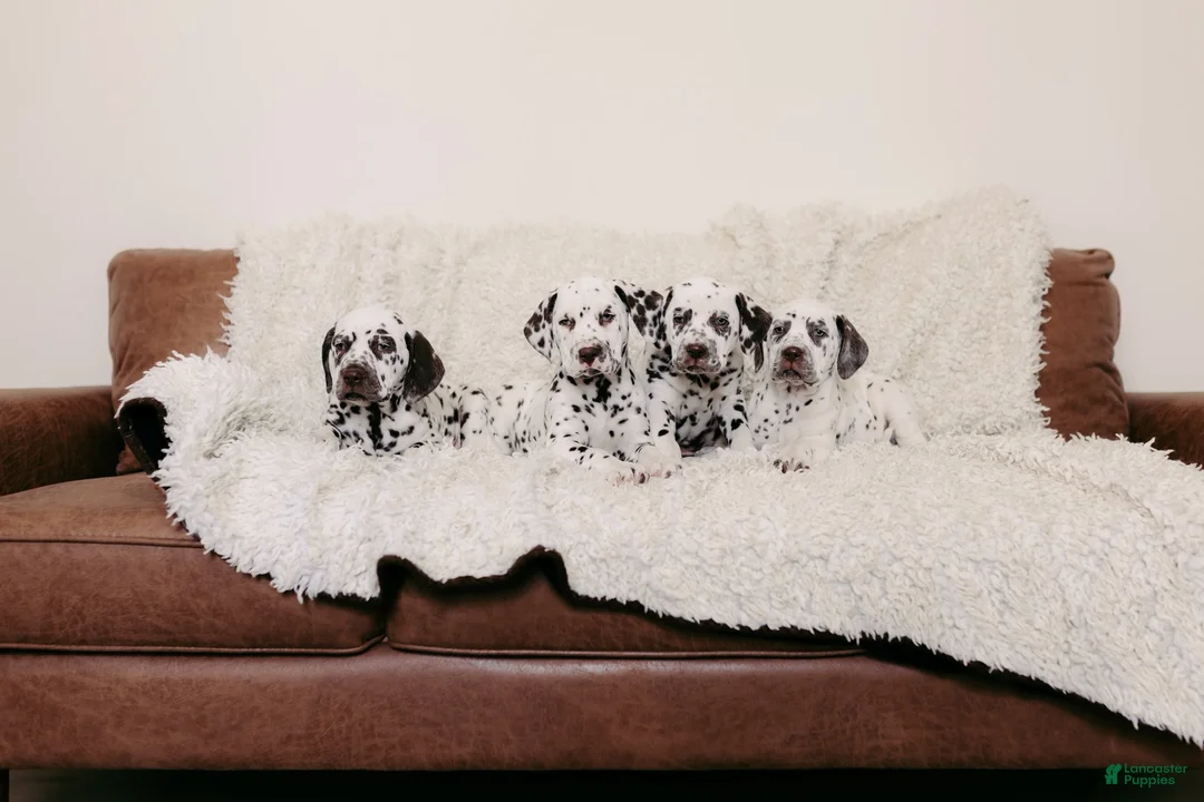 Dalmatian dogs for sale: Dalmatian Puppy 2 - Ad 2