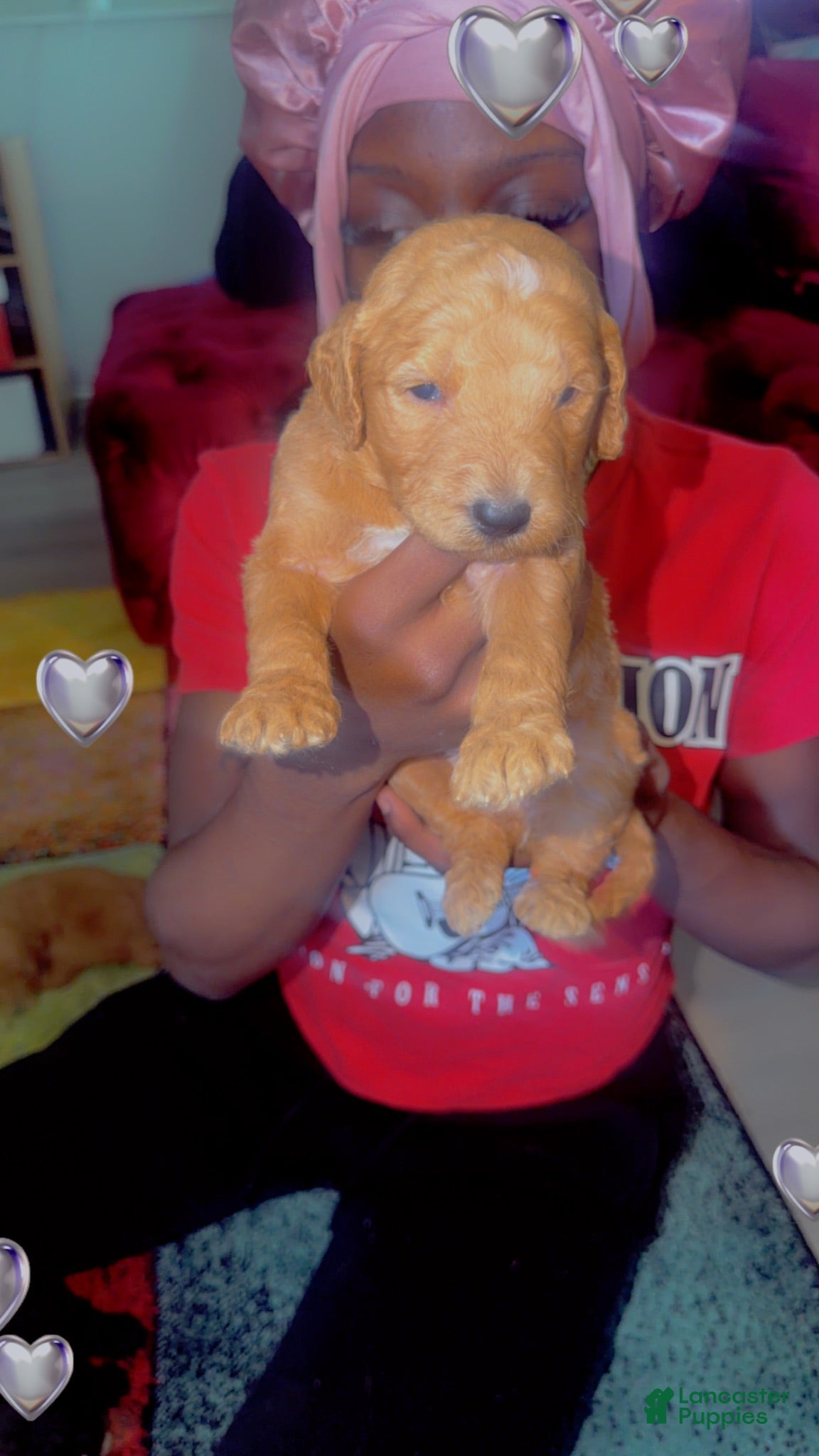 Goldendoodle dogs for sale: Goldendoodle 7 - Ad 1