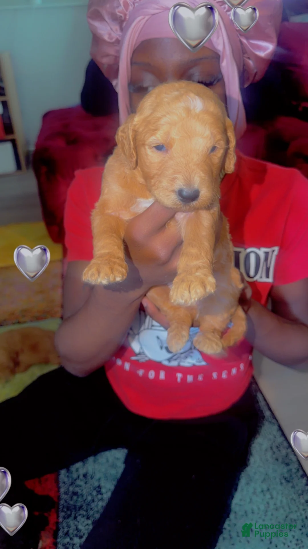 Goldendoodle dogs for sale: Goldendoodle 7 - Ad 1