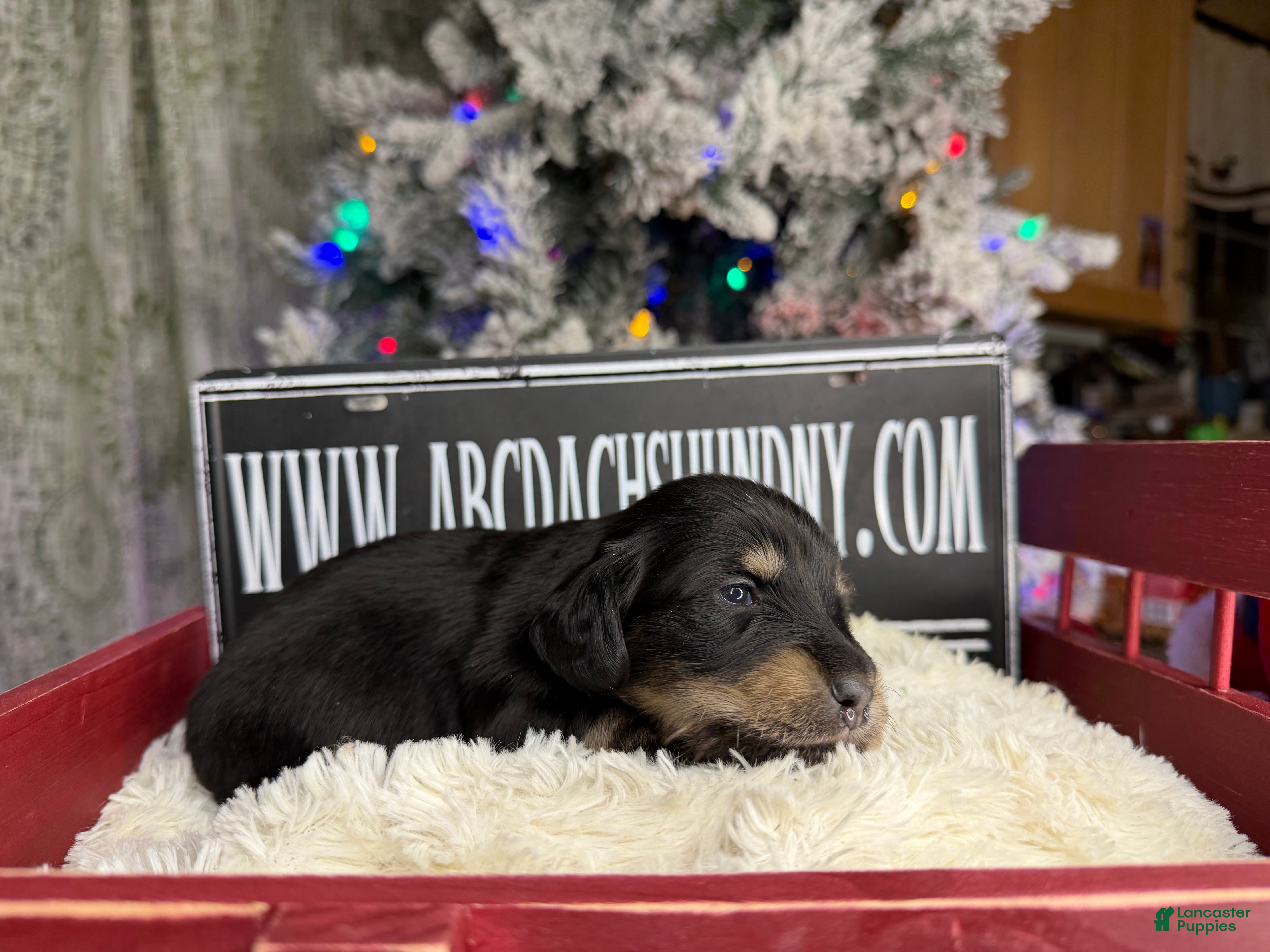 Miniature Dachshund dogs Black and tan lh ch import - Ad 35