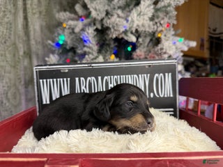 Miniature Dachshund dogs Black and tan lh ch import - Ad 26