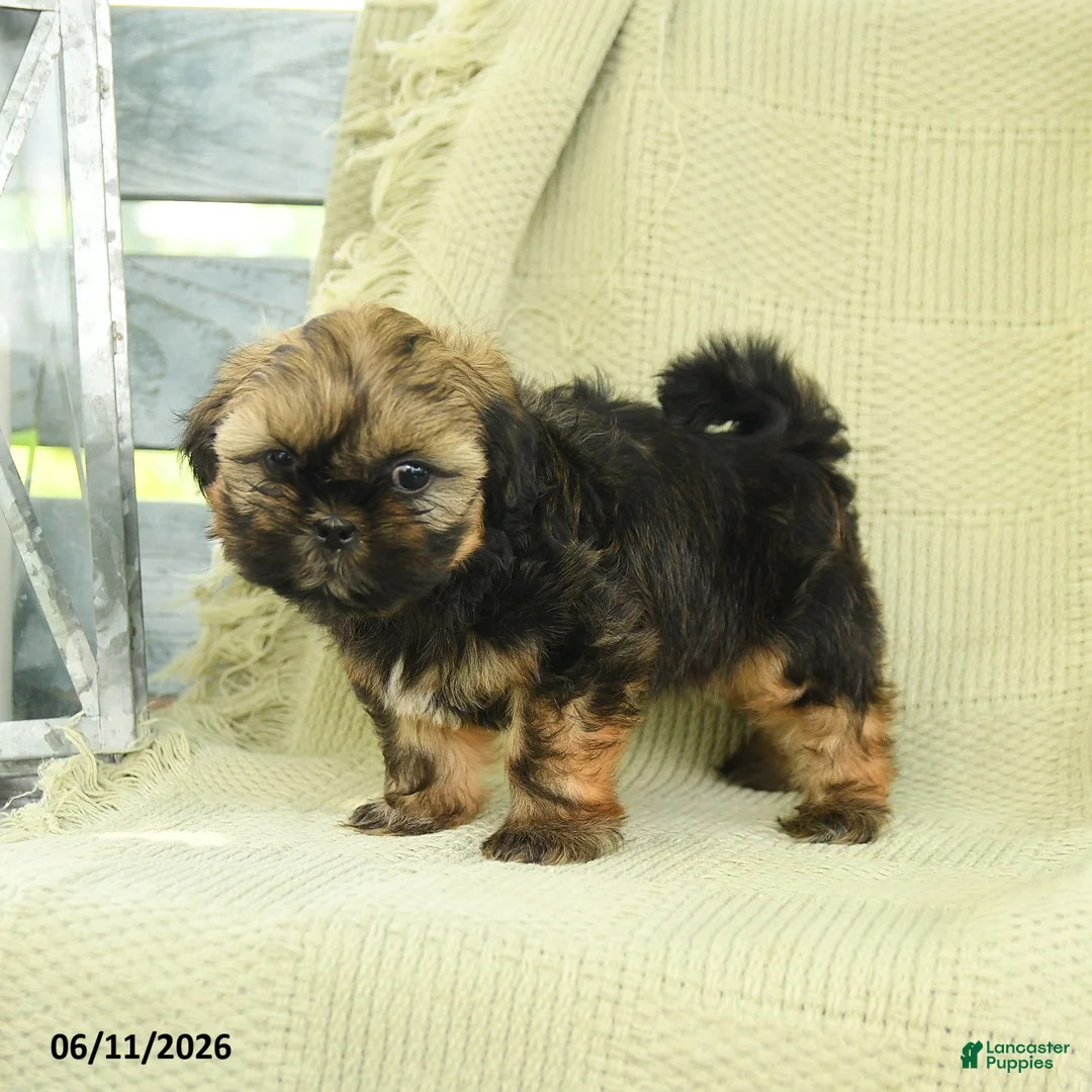 Shih Tzu dogs for sale: Harmony - Ad 1