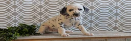 Dalmatian dogs for sale: Alex - Ad 7