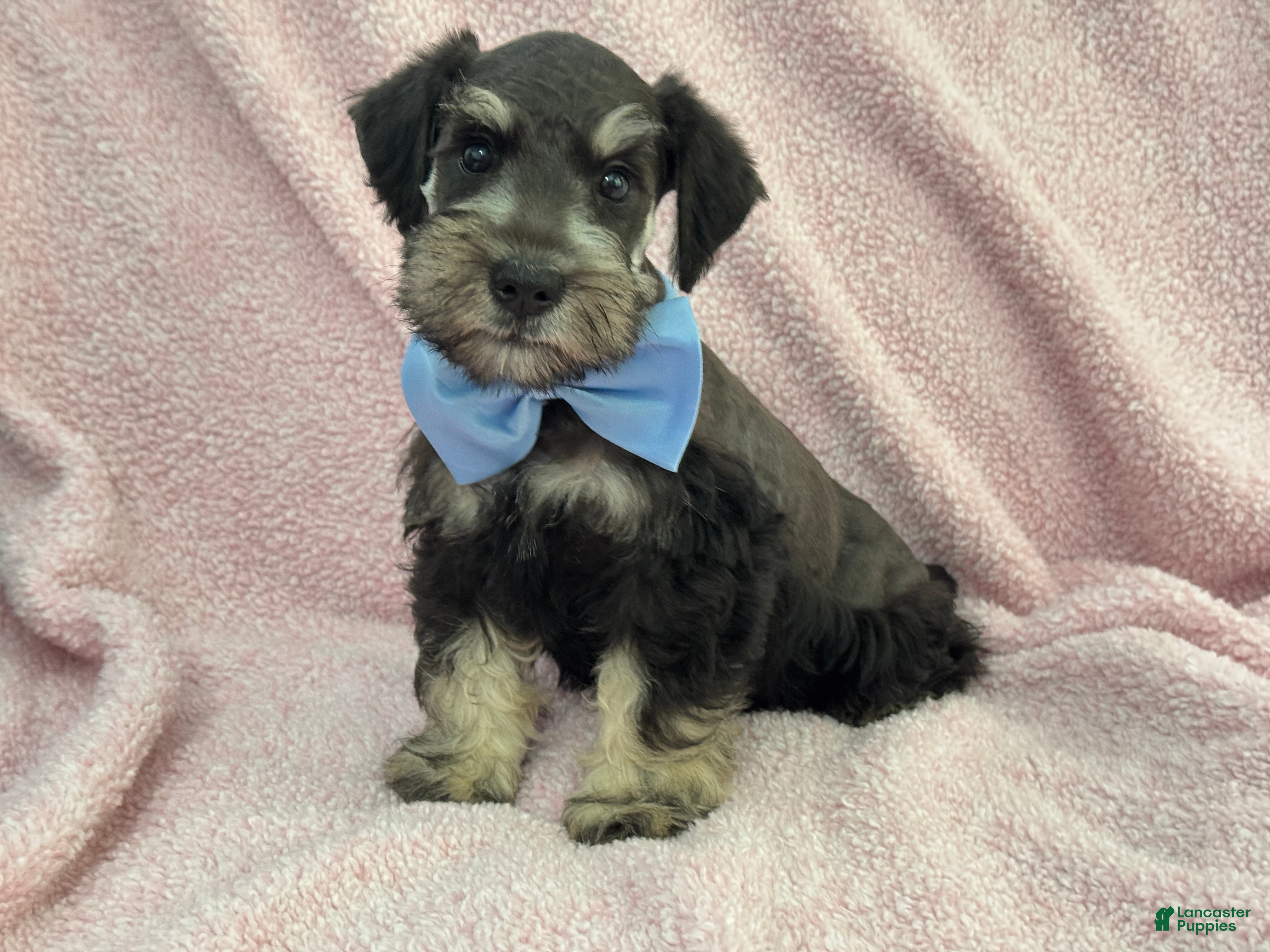 Miniature Schnauzer dogs Mae Male 2 Black & Silver AKC - Ad 28