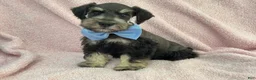 Miniature Schnauzer dogs for sale: Mae Male 2 Black & Silver AKC - Ad 1