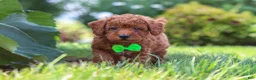 Miniature Poodle dogs for sale: Charlie - Ad 7