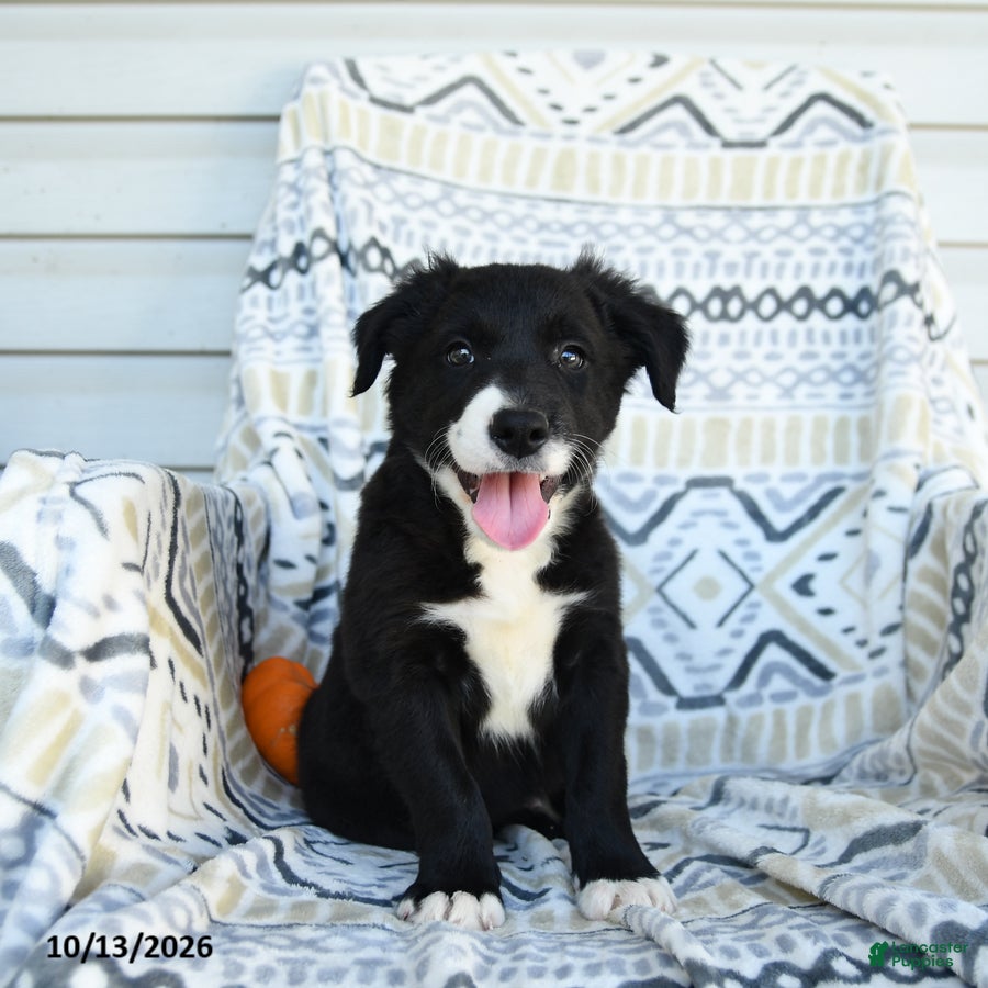 Border Collie dogs for sale: Erick - Ad 2
