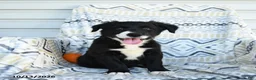 Border Collie dogs for sale: Erick - Ad 2