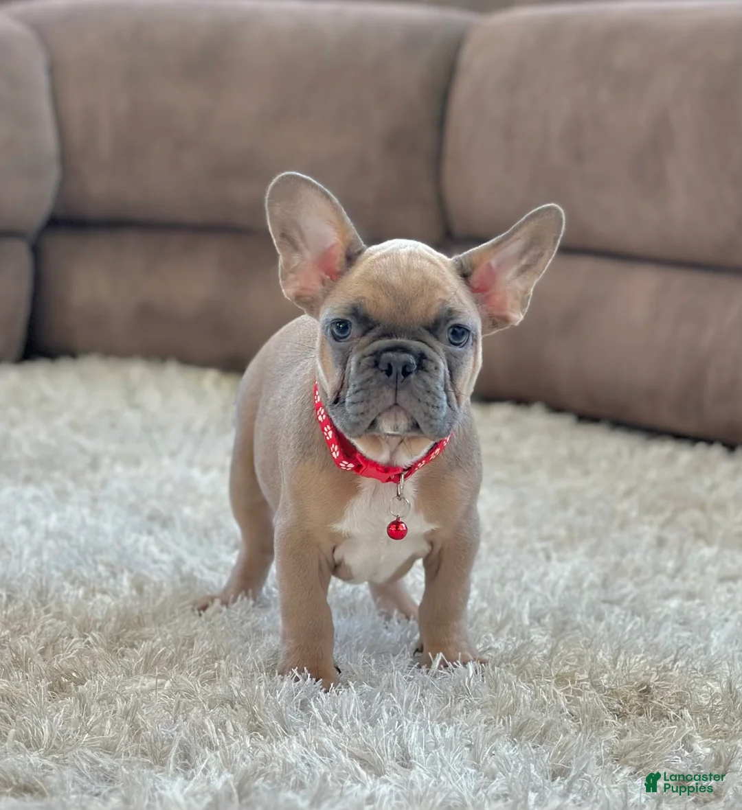 French Bulldog dogs for sale: Baxter - Ad 5