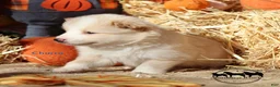 Nenets Herding Laika dogs for sale: Churro Nenets Laika male  - Ad 3