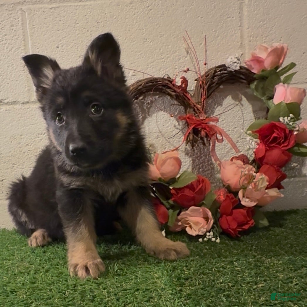 German Shepherd dogs SUPA - Ad 27