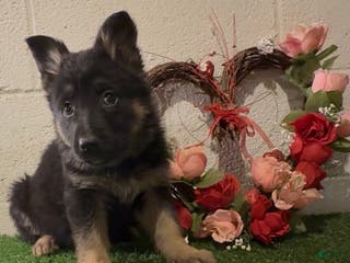 German Shepherd dogs SUPA - Ad 30