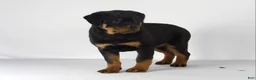 Rottweiler dogs for sale: Rottweiler Puppy 5 - Ad 7