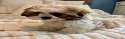 Teddy Bear dogs for sale: Stew  - Ad 9