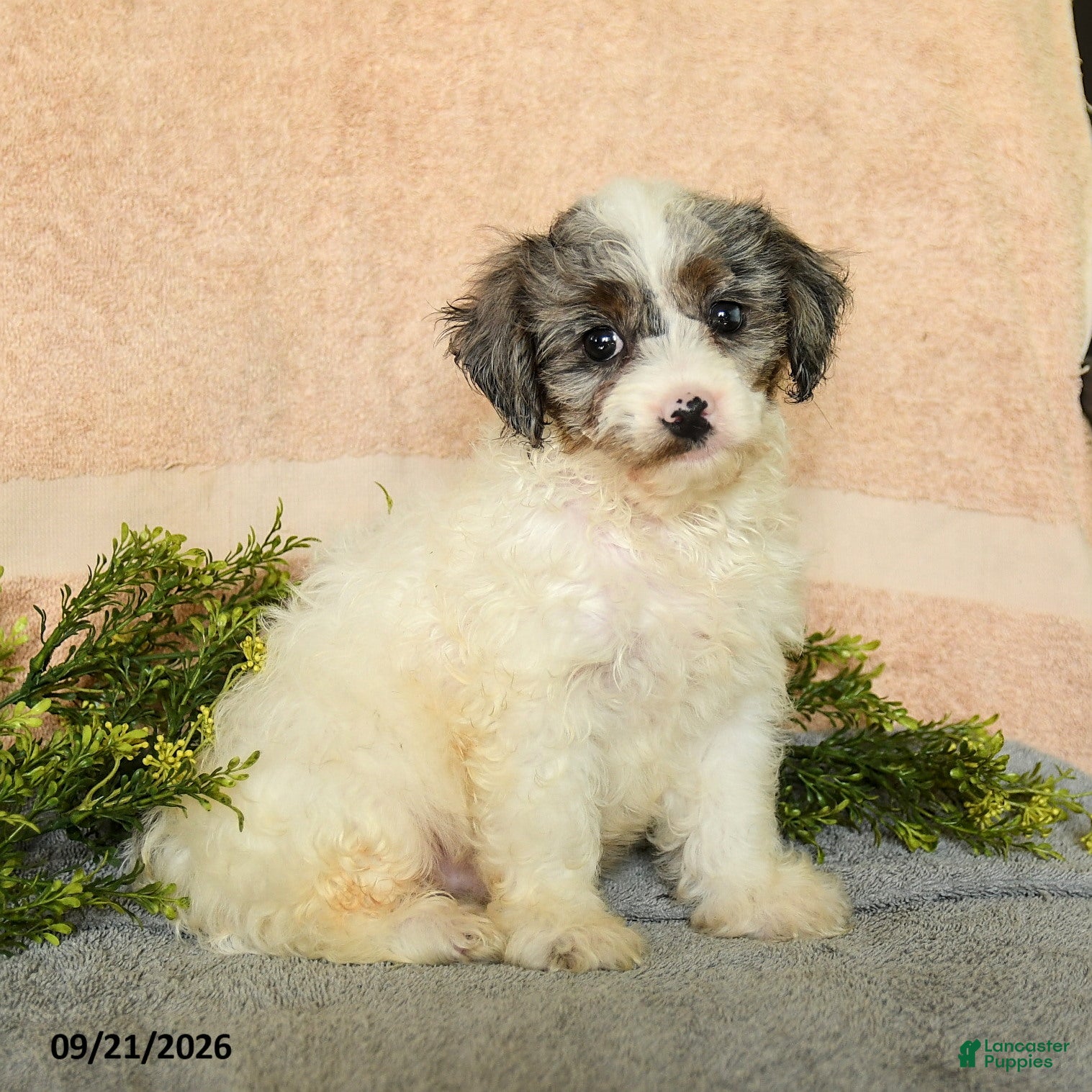 Mixed Breed dogs Caspian - Ad 2