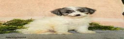 Mixed Breed dogs for sale: Caspian - Ad 2