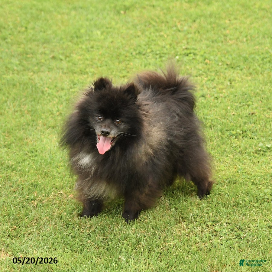Pomeranian dogs Pepper - Ad 2