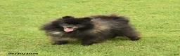 Pomeranian dogs for sale: Pepper - Ad 2