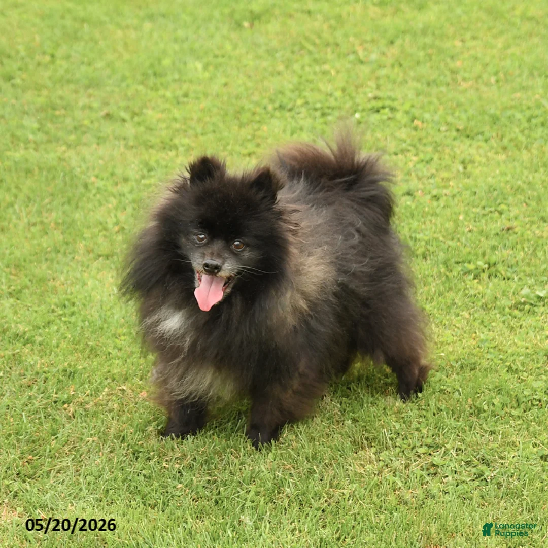Pomeranian dogs for sale: Pepper - Ad 2