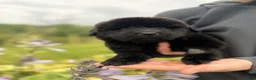 Newfoundland dogs for sale: Pat Benatar - Ad 3