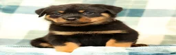 Rottweiler dogs for sale: Rambo - Ad 3