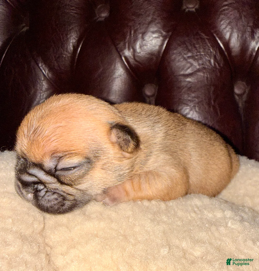French Bulldog dogs for sale: French Bulldog Puppy 3 - Ad 7