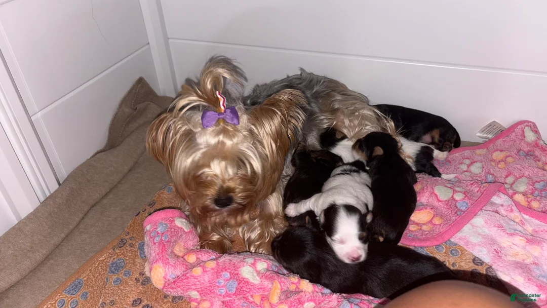 Yorkshire Terrier dogs for sale: Marshy (Mellow)  - Ad 4