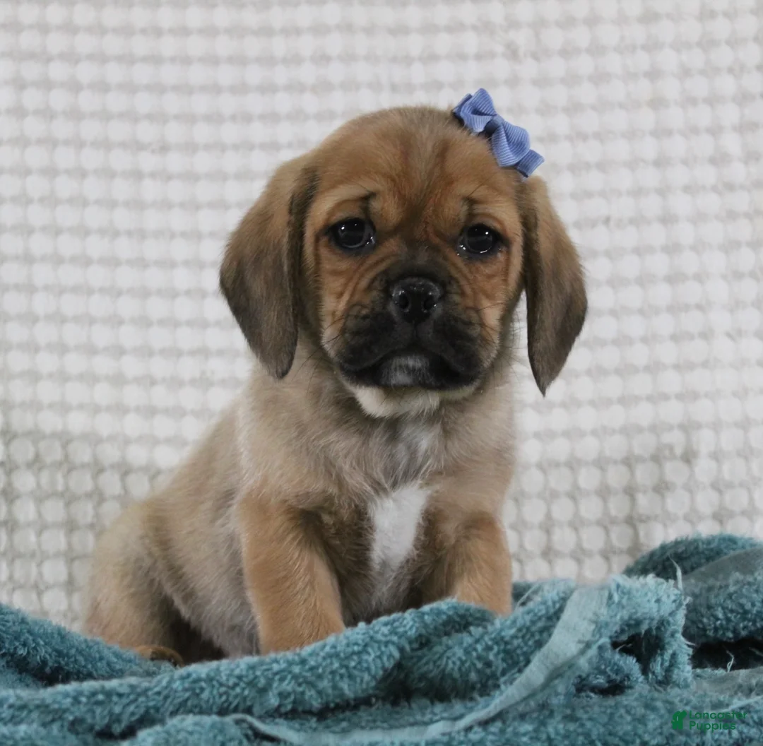 Puggle dogs for sale: Theodore - Ad 4
