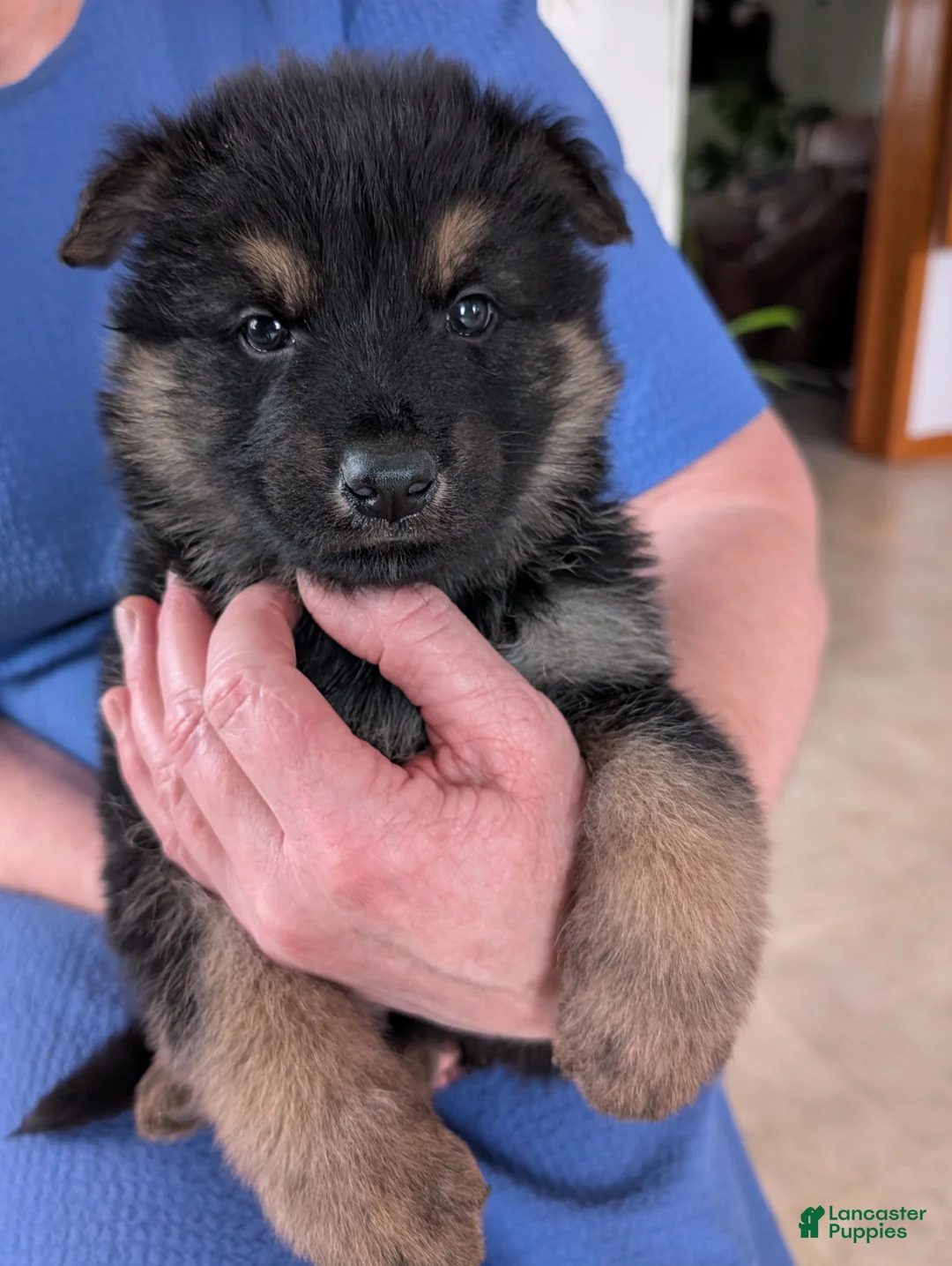 German Shepherd dogs for sale: Kenzie  - Ad 10