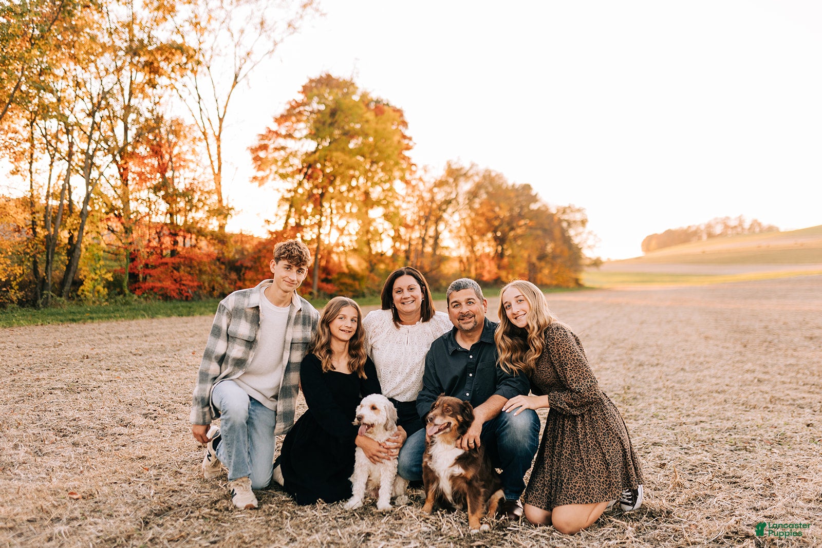 Mini Aussiedoodle dogs Remi - Ad 2